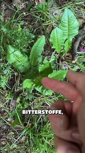 🌼 Löwenzahn oft unterschätzt, aber voller Möglichkeiten! Der Löwenzahn gehört zu den bekanntesten