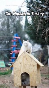 3.8K views · 144 reactions | Cat Houses in Turkey. In Turkey, cat...
