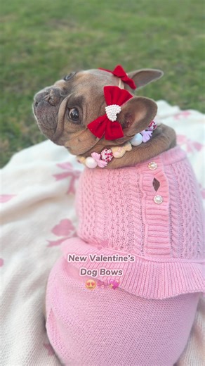 The prettiest dog bows for the season of love! Visit our TikTok shop to get yours today! 🥰❤️🎀 #dogbows #tiktokshop #frenchbulldog #dogsoftiktoktiktok #frenchie