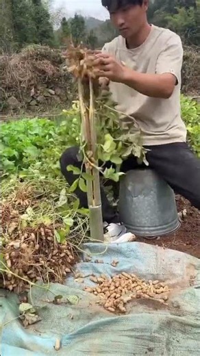 🥜 Amazing Peanut Harvesting Hack 🌱 | Fastest Groundnut Harvest Method! #Shorts