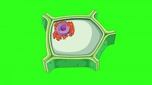 Animation illustrating plant cell structure, highlighting cytoplasm and cell membrane with vibrant colors and smooth transitions