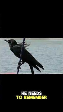 Raven Solved 3 Locks—Smarter Than AI? 🧠🐦