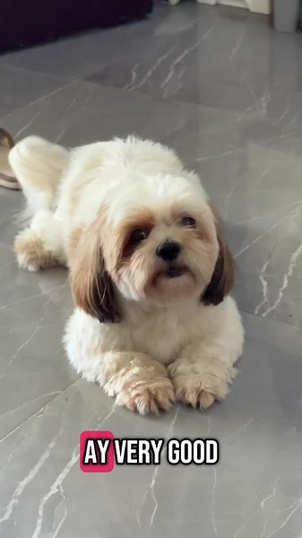 Whisper Bark: Adorable Shih Tzu Dog Sounds Part 2