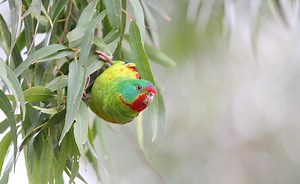 Protect Swift Parrot — Act for Birds