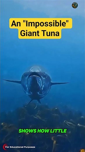 Our Textbooks Are Wrong: The 18-Foot Tuna of the Gulf of Mexico. #documentary#usashorts#fyp