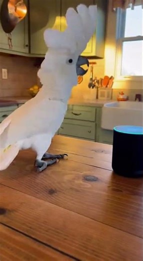 Energetic White Parrot Performance Showcases Stunning Tricks