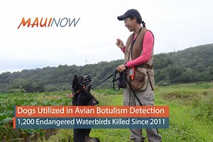 Dogs Utilized in Avian Botulism Detection | Maui Now