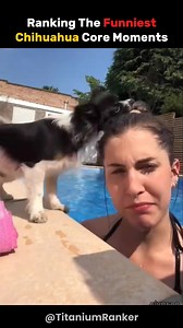Ranking The Funniest Chihuahua Core Moments. | Titanium Ranker