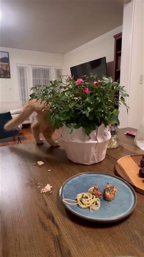 This orange cat is destroying our dinner table