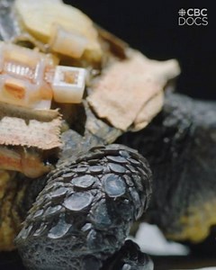 2K reactions · 1.2K shares | A turtle trauma centre in Peterborough, Ontario fights to save endangered freshwater turtles. Help us shellebrate World Turtle Day! | CBC Docs | CBC | Facebook