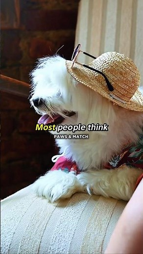 You’re Wrong About Maltese Dogs