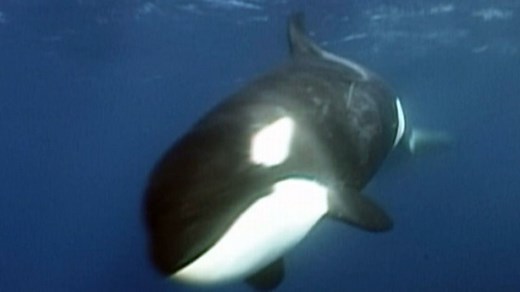 Killer Sharks vs. Killer Whales