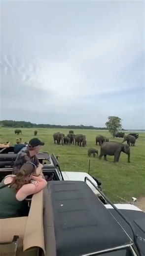 A tiny wild elephant calf, roaming free in its natural world 🐘 Video rights belong to the original owner. | Travel Voice