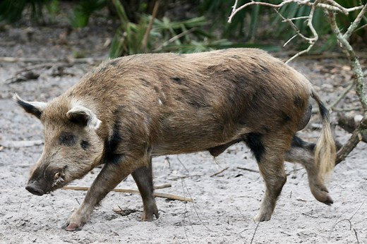 Florida Feral Hogs: How They Got There, and Hunting Regulations to Know