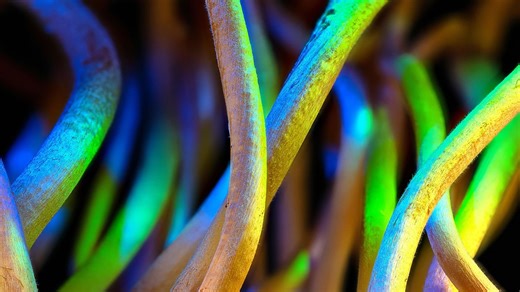 The rise of ‘wetware’: the strange world of fungi-computers – Lifeboat News: The Blog