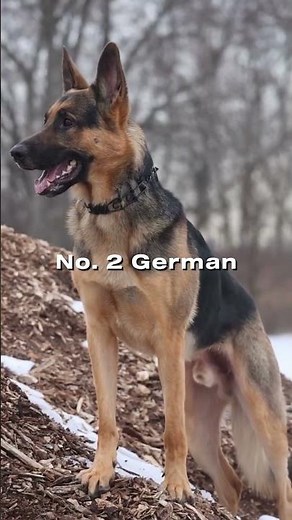 Top 5 Guard Dogs That Take Protection Seriously