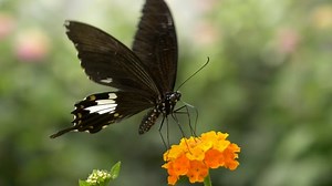 蝴蝶 花 昆虫 - Free video on Pixabay