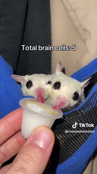Sugar Glider Brain Functions and Cute Eating Moments