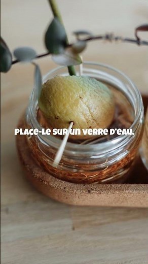 GROW YOUR OWN AVOCADO TREE AT HOME!