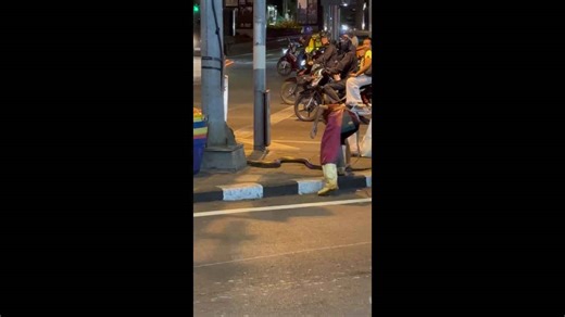 Brave butcher wrestles with python holding up traffic in Thailand