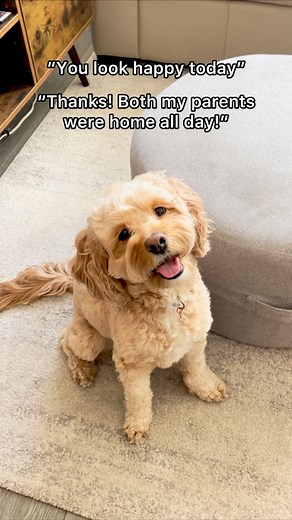 Luna The Mini Cockapoo on Instagram: "This is all she ever wants 🥺 #dogs #puppylove #minicockapoo"