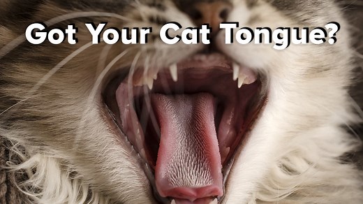 456K views · 2.1K reactions | Mechanical engineer Alexis Noel had heard that cats' tongues are like sandpaper. But after taking a closer look, she found that they're actually covered with "tiny ice cream scoops." | The Macroscope | Facebook