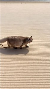 This Cat Leaves a Special Message in the Sand... 🐾❤️ #shorts #asmr #satisfying