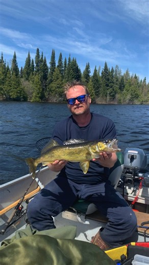 🎣 What to Expect: Walleye Fishing If you’re curious what real walleye fishing in Northern Ontario looks like, look no further than Gray Wood Outfitters. Here’s what you can expect: ✅ On average, anglers catch 20–50 walleye per day ✅ Most fish weigh between 2–4 lbs, with 5-lbers a common thrill ✅ Our largest recorded walleye: 14 lbs, 32.5 inches At lakes like Beteau, Windsor, and Blackbirch, you’ll fish remote, quiet waters with no competition—just you, the wilderness, and the sound of the reel.