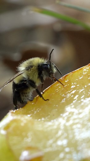 4.6K views · 72 reactions | Drunk Bumblebees #beekeeper #bees #bumblebee | Bowser Bee | Facebook