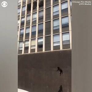545K views · 57 shares | Maybe cats really do have nine lives! Here’s the moment a cat jumped from a fifth-floor window of a burning building in Chicago on Thursday (5/13). The fire department tweeted, “Cat hit grass, bounced, and walked away!” | CBS Newspath | Facebook