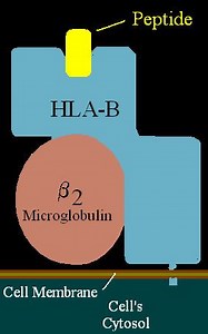 HLA B38 - Alchetron, The Free Social Encyclopedia