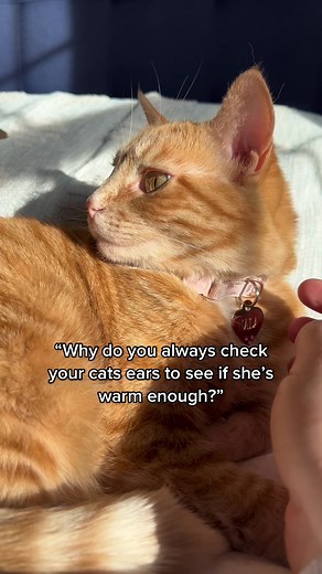 2.1M views · 224K reactions | When I found Nala outside for the first time I thought her ears were just dirty but it turns out it was frostbite from surviving a brutal winter after being dumped outside. I dont understand how someone can be so unkind  #cat #kittenadoption #straycat #rescuecats #orangecat #gingercat | Nala Meets World | Facebook