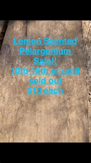 Lemon scented pelargonium! Sale 10th-16th $10 each 😍😍#salesalesale | Van Tilburg Nursery