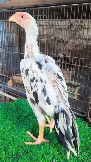 Blorok mania, keindahan warna bulu ayam hias ekor lidi. #fyp #tutorial #peternakan | Rumah Hias Farm