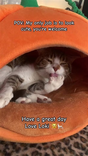 Morning’s with Loki 🐈😽 Have a great day 🫶 #fyp #cat #catsoftiktok #cattok #becsrealm