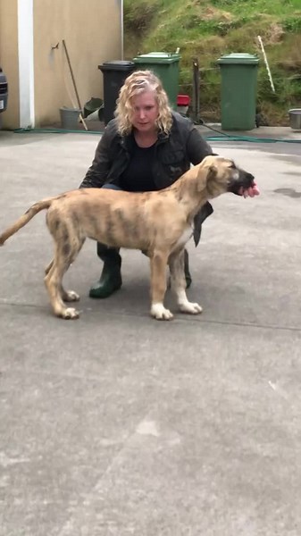 Feorish Irish wolfhounds puppies 3 months old July 2020 ￼😍 #irishwolfhound #irishwolfhounds #irishwolfhoundsoftiktok #irishwolfhoundlover