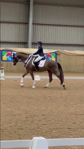 Novice Regional Champions| #dressage #equestrian #dressagehorse #horseriding