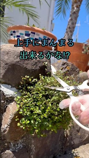 ワイヤープランツを可愛くカットしよう！#剪定作業 #ガーデニング #お庭づくり