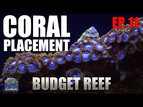 CORAL Placement - Finding The Best Spot For Coral To Thrive - Budget Reef Tank