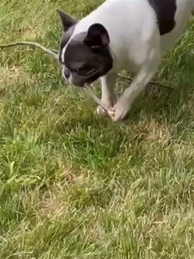 French Bulldog Rescue Network on Reels