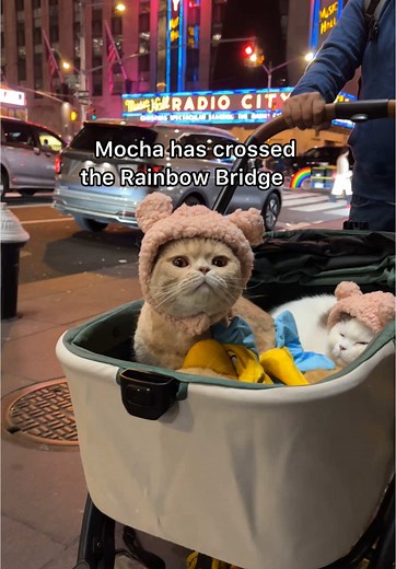Remembering Mocha: A Tribute to a Gentle Soul