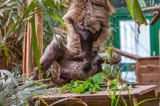 Say hello to the first sloth ever born in Scotland - and he's named after David Attenborough
