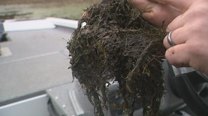 Central Arkansas Water will draw down Lake Maumelle water levels to address plant species