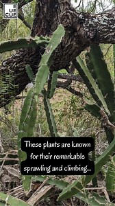 Learn a little about one of our night-blooming cactus species! The Night-blooming Cereus or Triangle Cactus (Acanthocereus tetragonus) is a gorgeous, large, and sprawling cactus that is often found in dense thickets of the Rio Grande Valley. Look for their flowers opening around 9:30PM - 10 PM! | Quinta Mazatlan World Birding Center