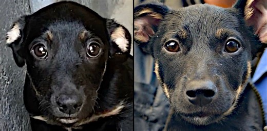 Parvo Puppy Makes Full Recovery! ❤️🎉 Randy's owner reached out when Randy stopped eating, thank goodness for concerned owners that ask for help before it's too late! 🙌🏻 Randy was diagnosed with Parvovirus, a disease with a 90% fatality rate if left untreated - but a 80% survival rate if veterinary care is provided! 🤒 We asked you guys to donate so we could get Randy the life saving treatment he needed and thanks to your generosity here he is, fully recovered! 🥰 Thanks to a sponsored Sidewal