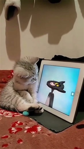 Tom & Jerry 🐈‍⬛🐱❤️