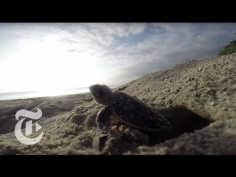 Turtle Run | ScienceTake | The New York Times