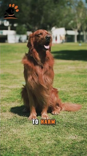 Dog Reactivity vs Aggression: The 40-Second Difference