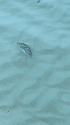 Agent Terry’s Guam Real Estate (@agent_terry_guam)’s videos with Sunny Waters from Meron - Valeria's Klezmer Chariot