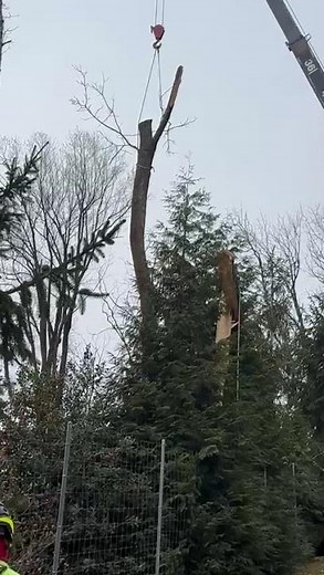 Green Point Tree Services & Landscaping